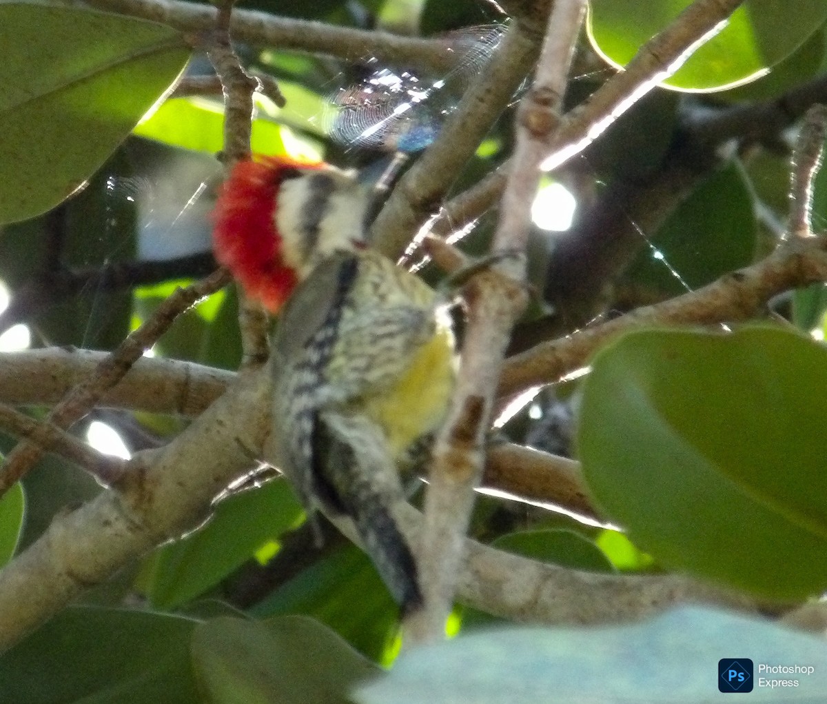 Cuban Green Woodpecker - ML638827217