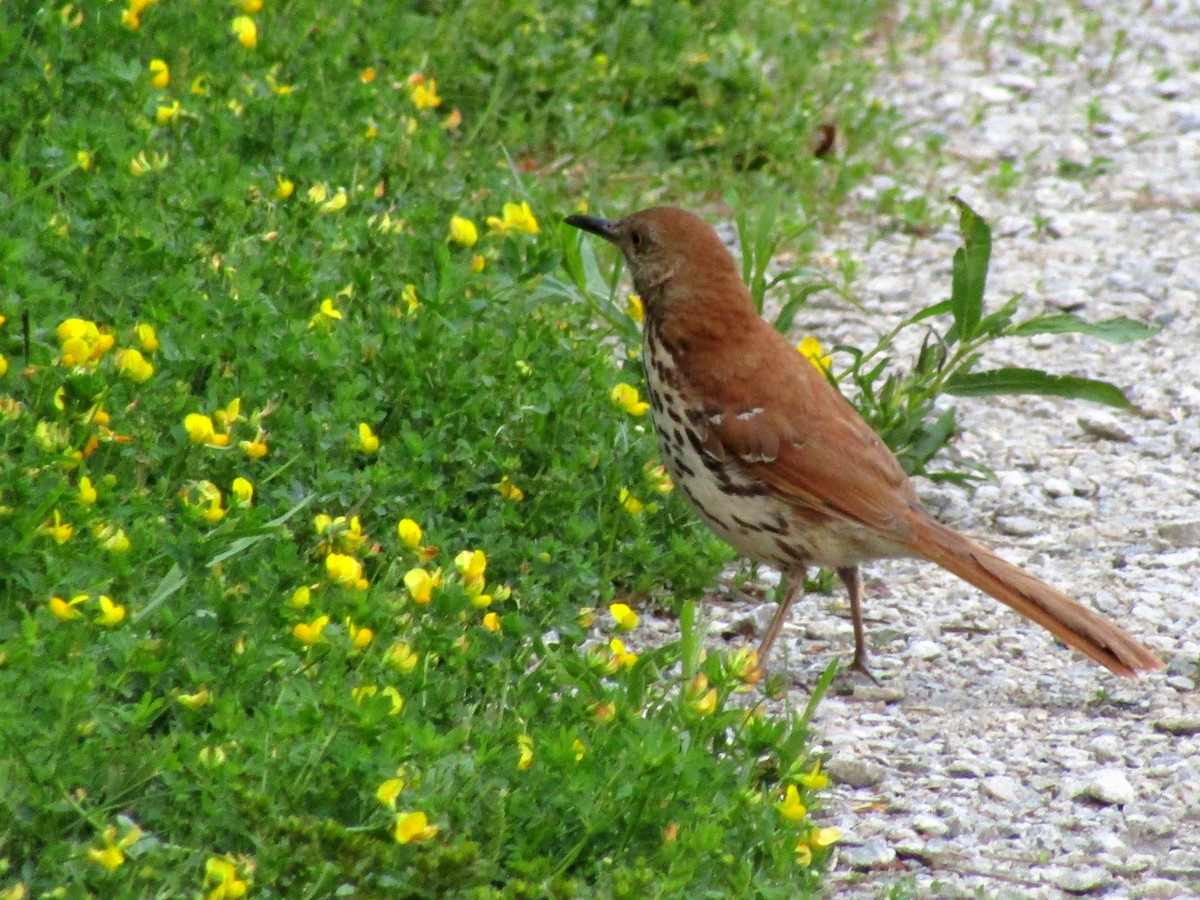 Brown Thrasher - ML638827248