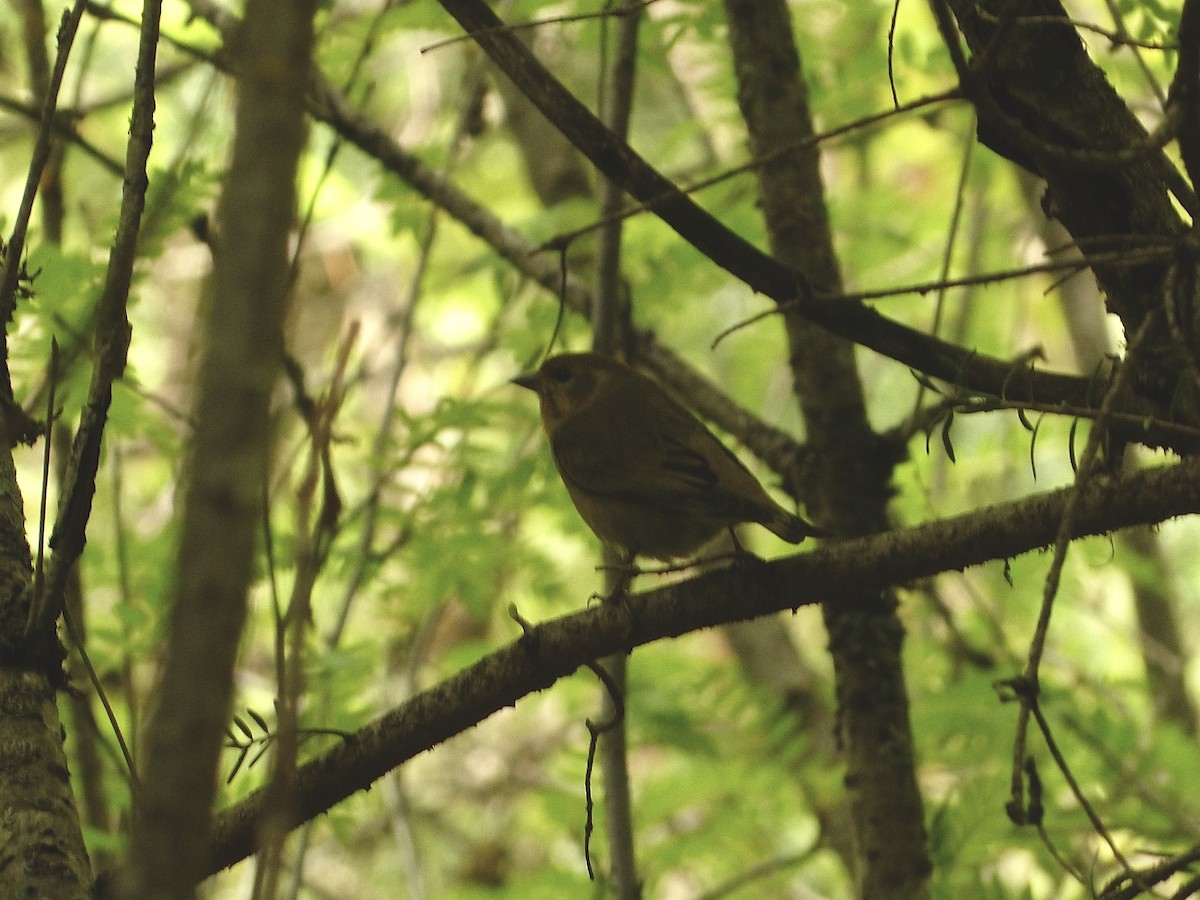Tibetan Serin - ML638827259