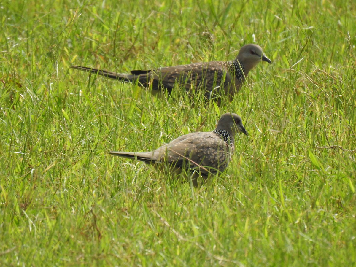 Spotted Dove - ML638827309