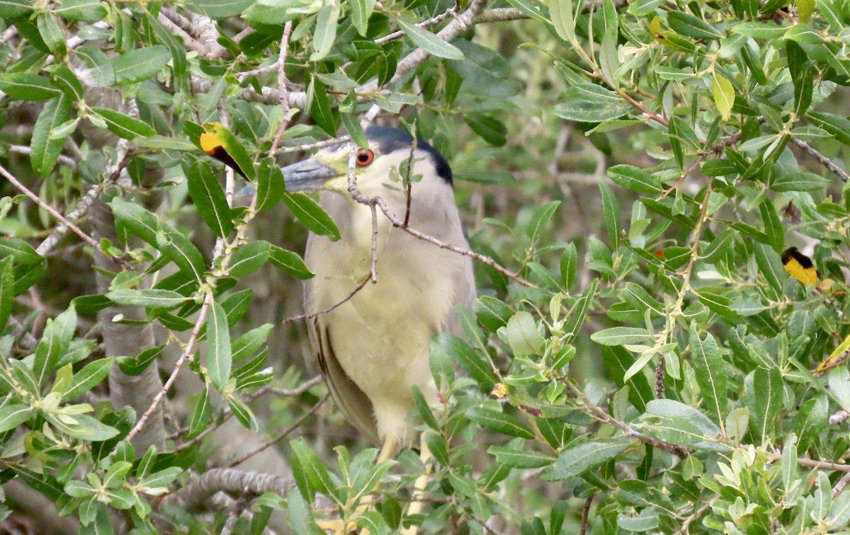 Black-crowned Night Heron - ML638827344