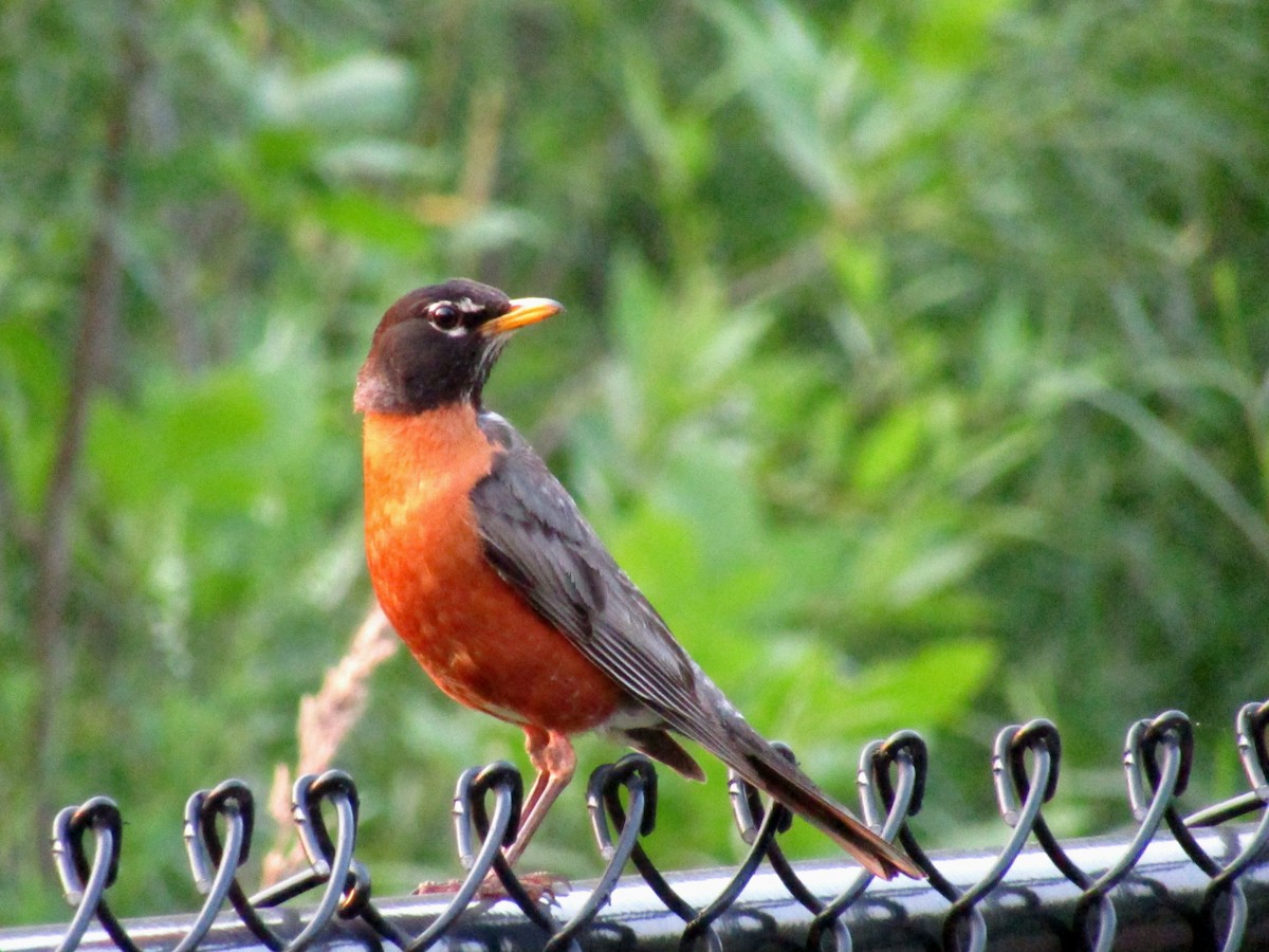 American Robin - ML638827348