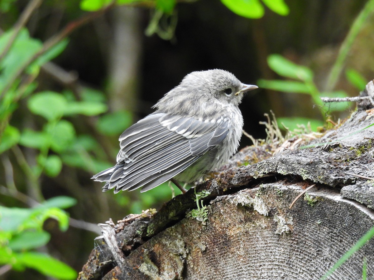 Yellow-rumped Warbler - ML638827402