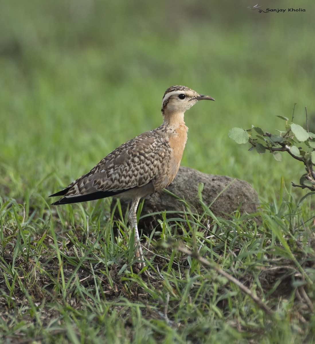 Indian Courser - ML638827484