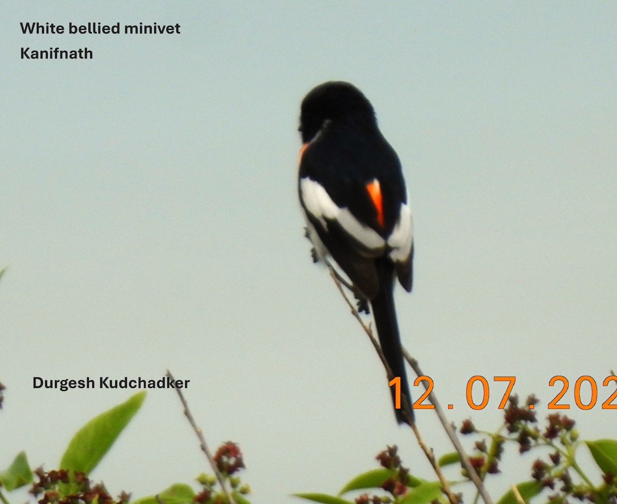White-bellied Minivet - ML638827488