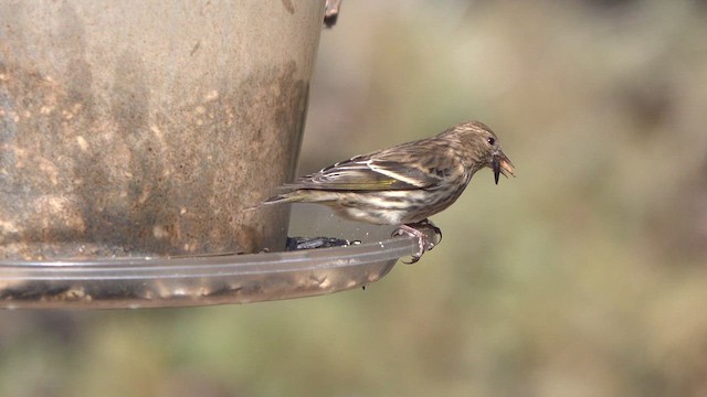 Pine Siskin - ML638827493