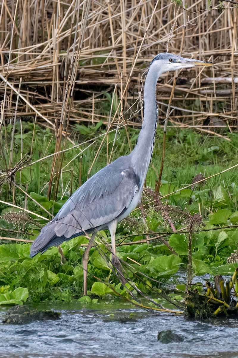 Gray Heron - ML638827495