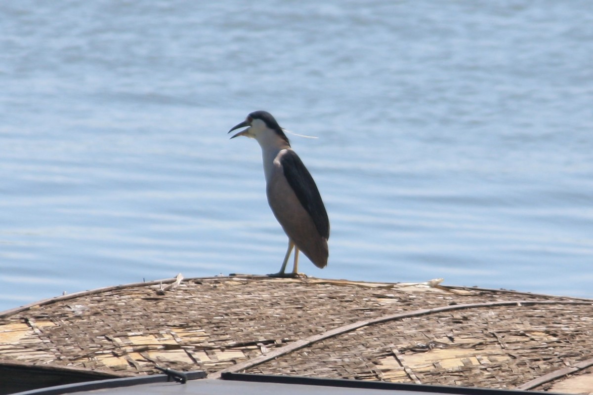 Black-crowned Night Heron - ML638827497