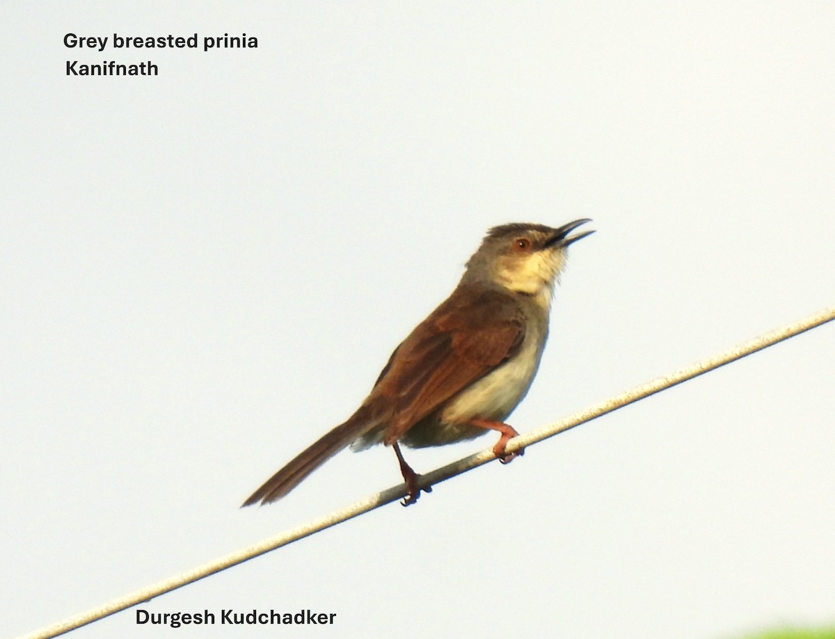 Gray-breasted Prinia - ML638827510