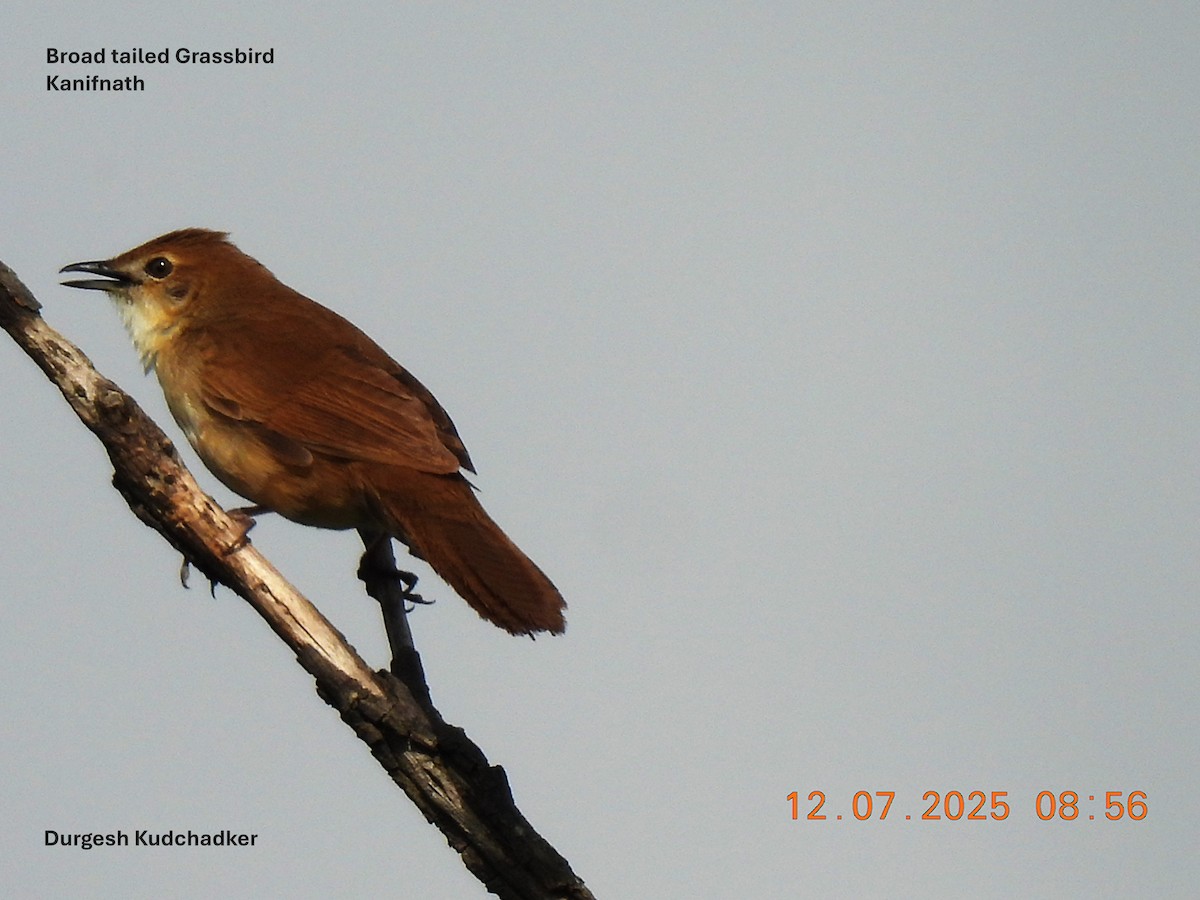Broad-tailed Grassbird - ML638827517