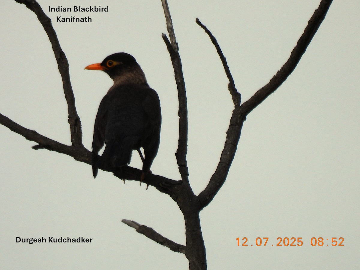 Indian Blackbird - ML638827524