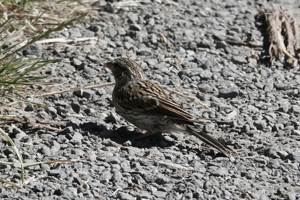 Chipping Sparrow - ML638827563