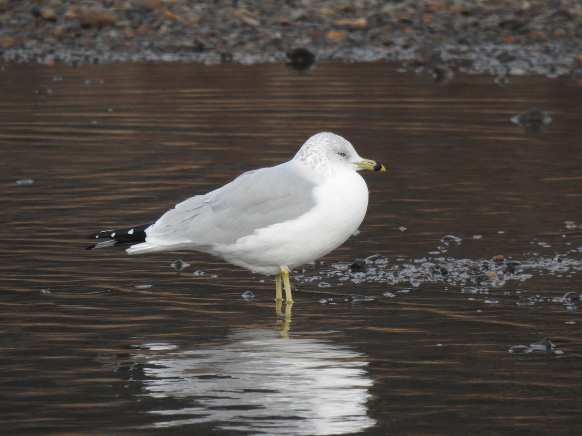 Ringschnabelmöwe - ML638827567
