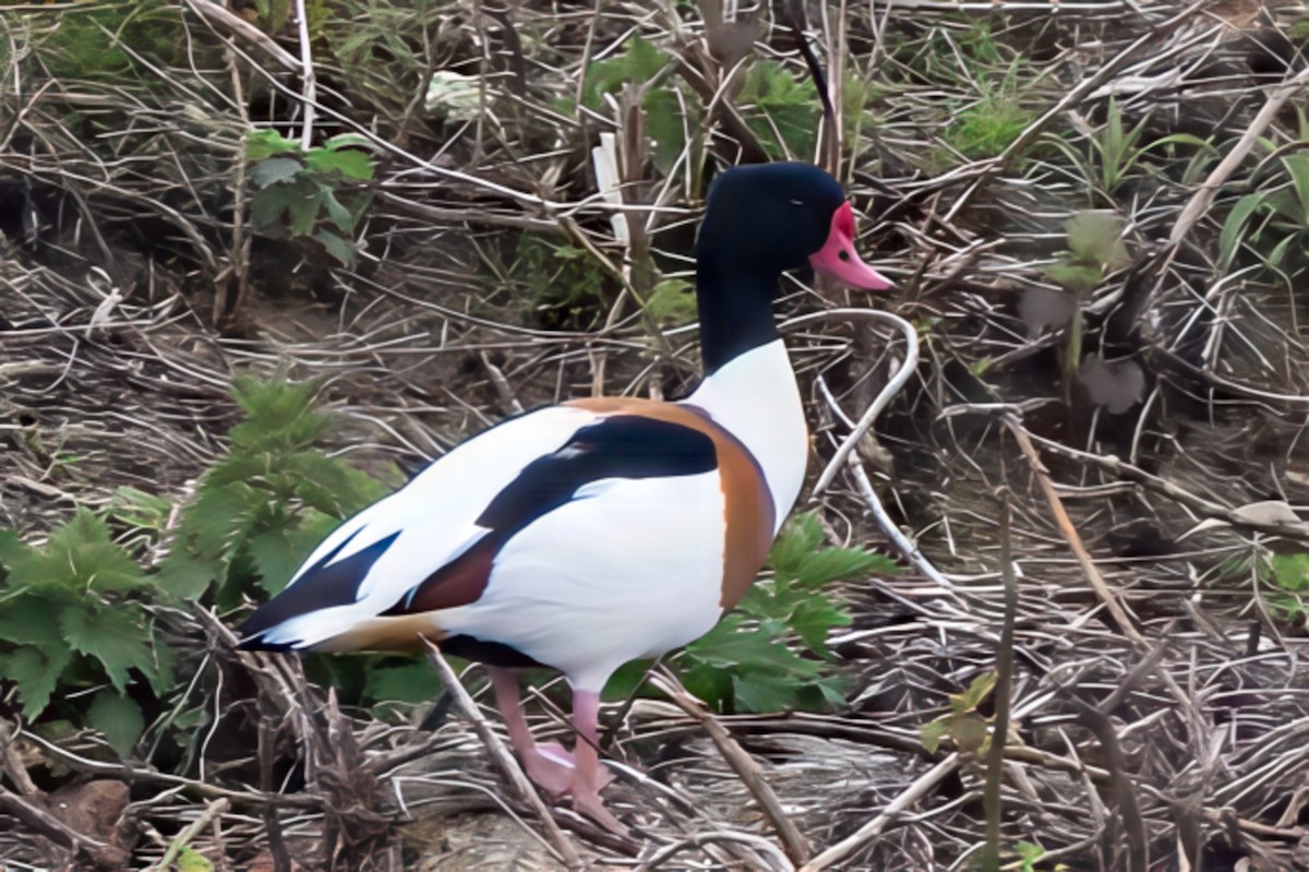 Common Shelduck - ML638827578