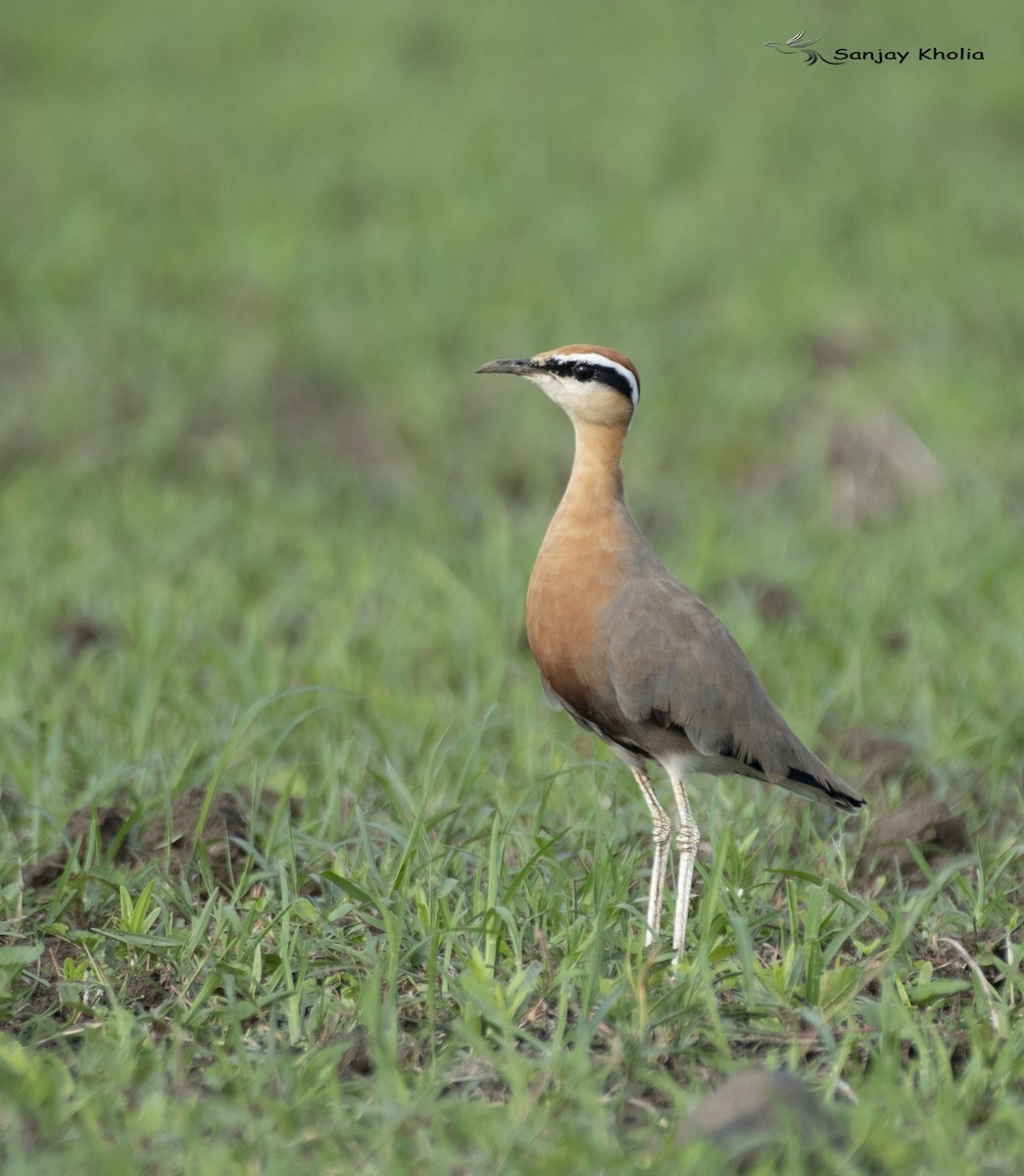Indian Courser - ML638827589