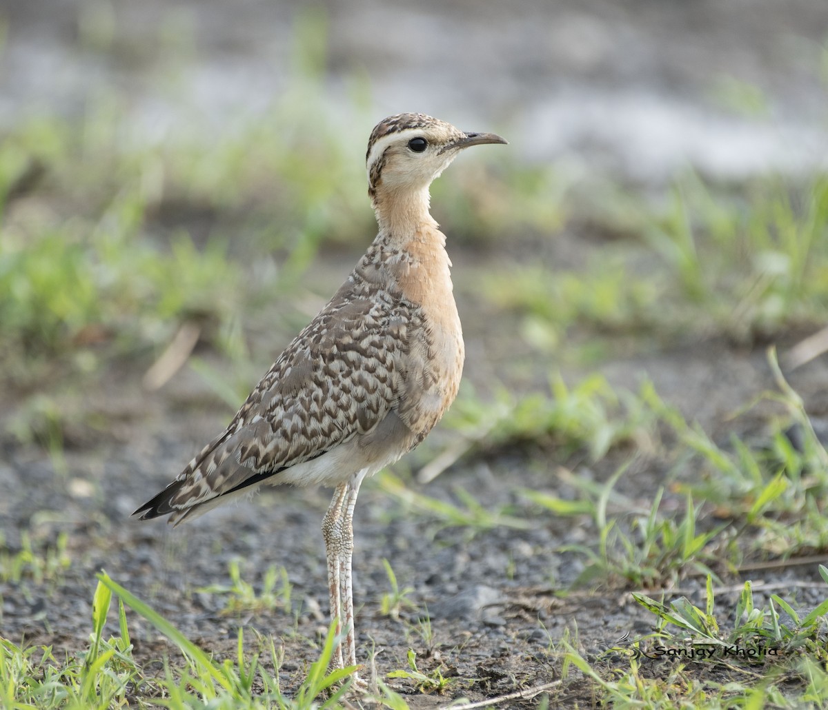 Indian Courser - ML638827597