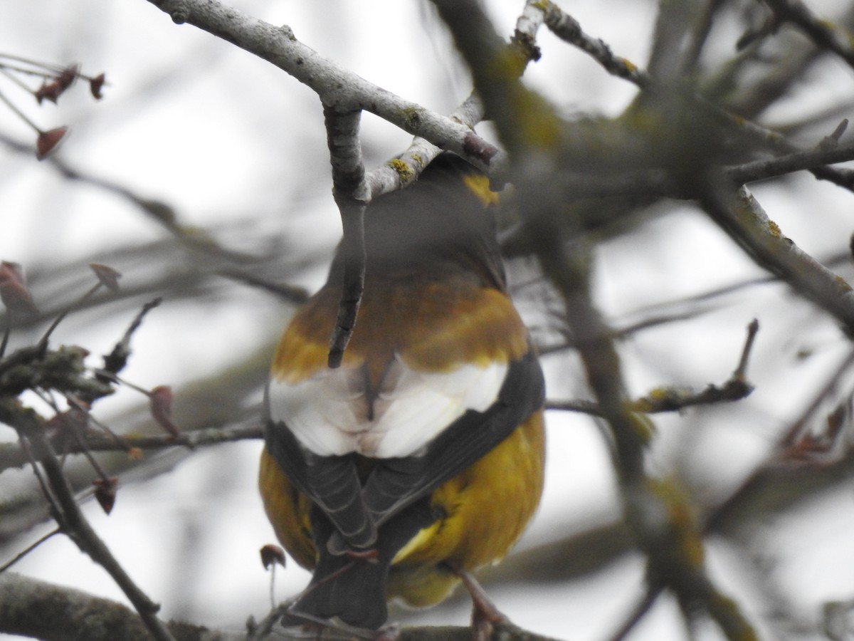 Evening Grosbeak - ML638827604