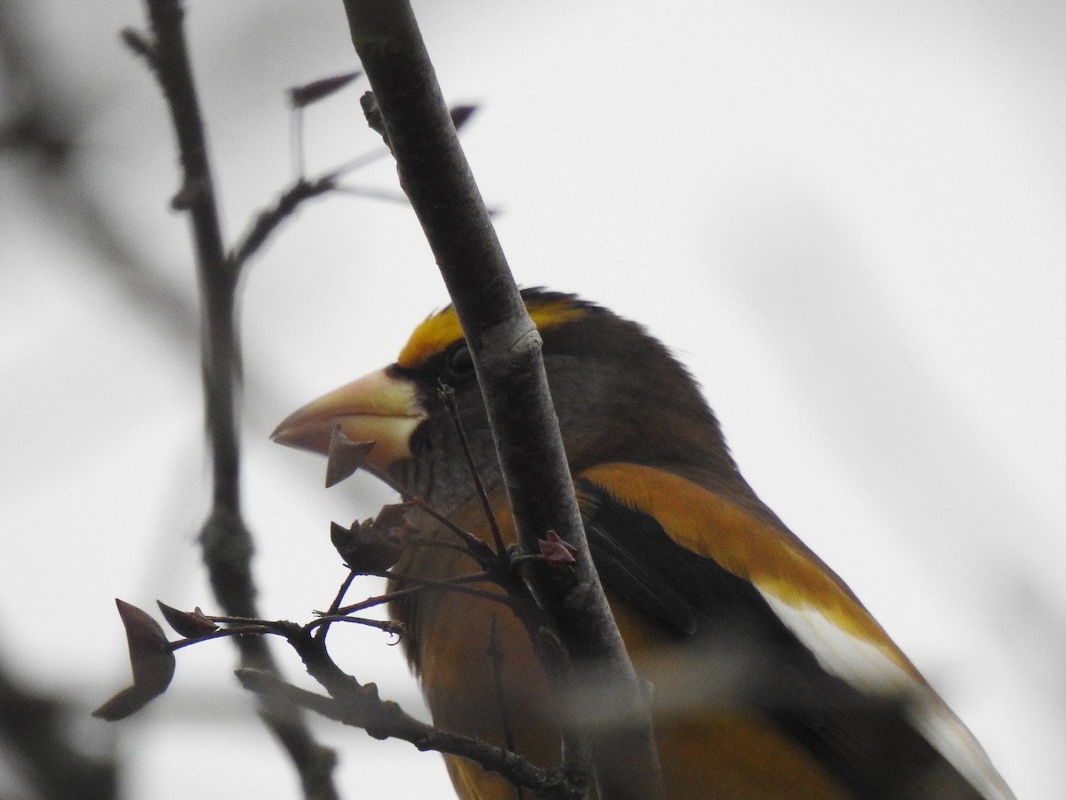 Evening Grosbeak - ML638827607