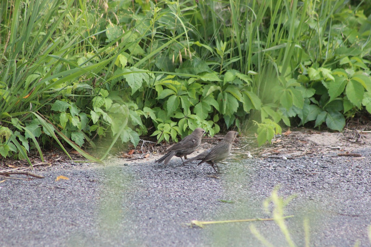 Brown-headed Cowbird - ML638827608