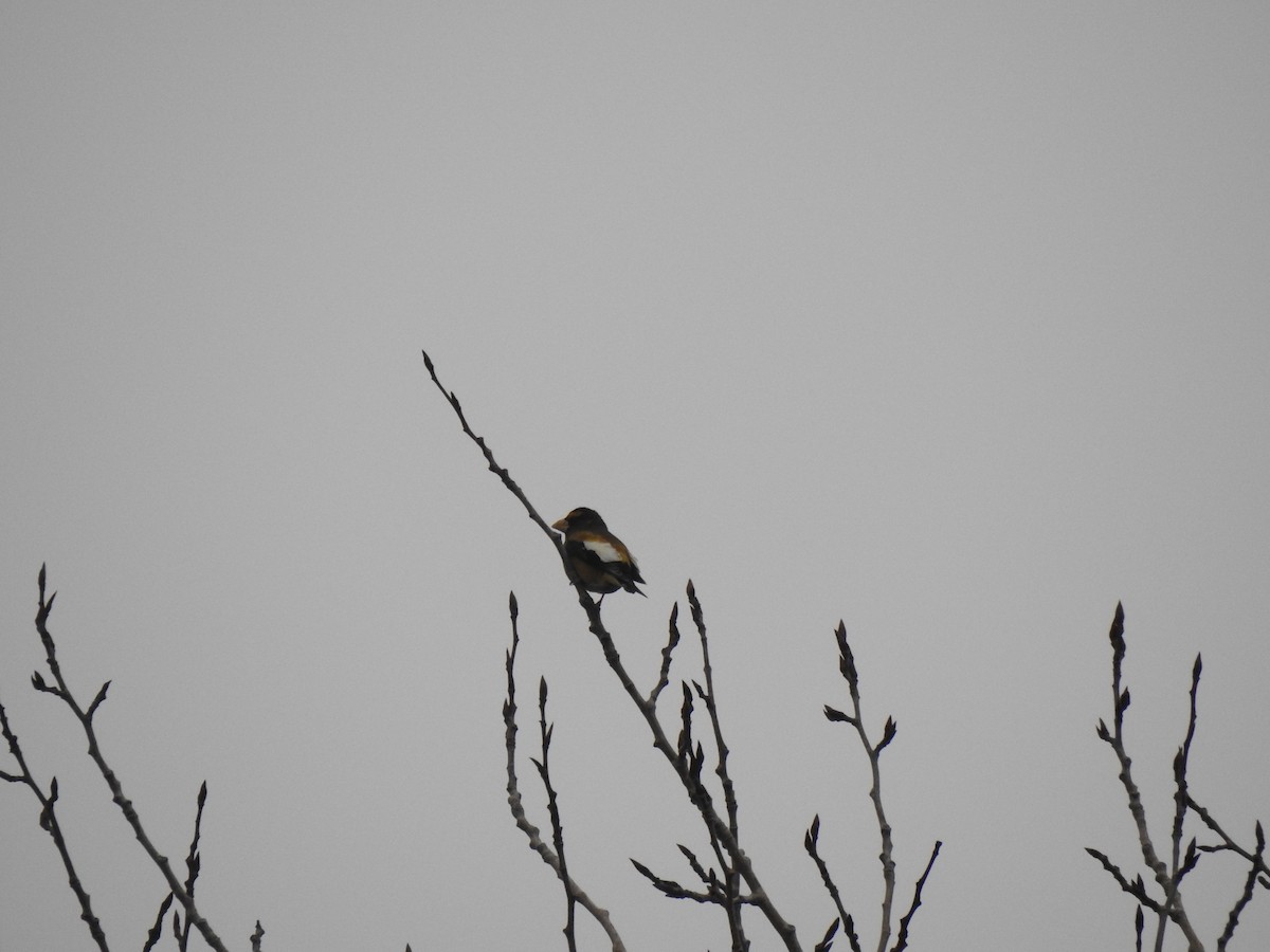 Evening Grosbeak - ML638827614