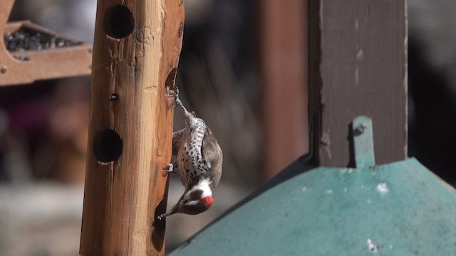 Arizona Woodpecker - ML638827618