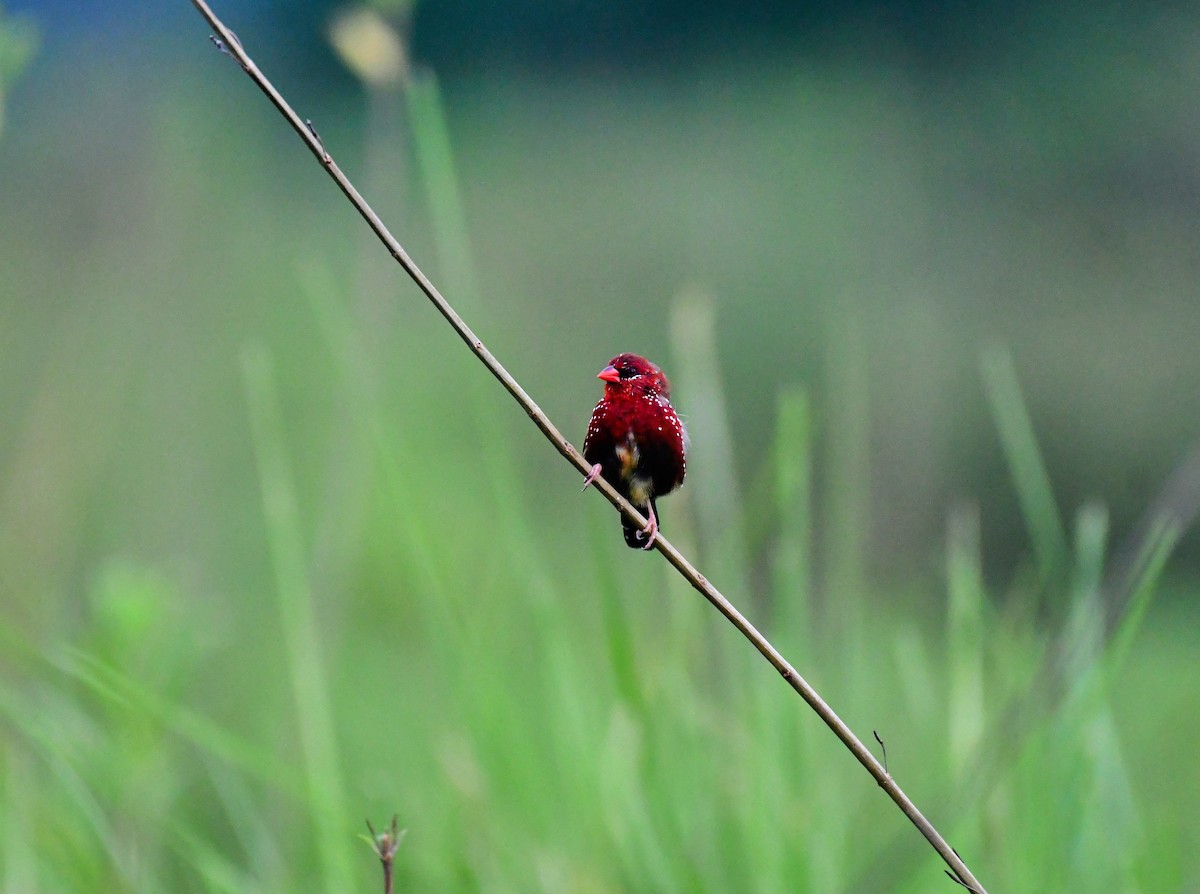 Bengali rouge - ML638827644