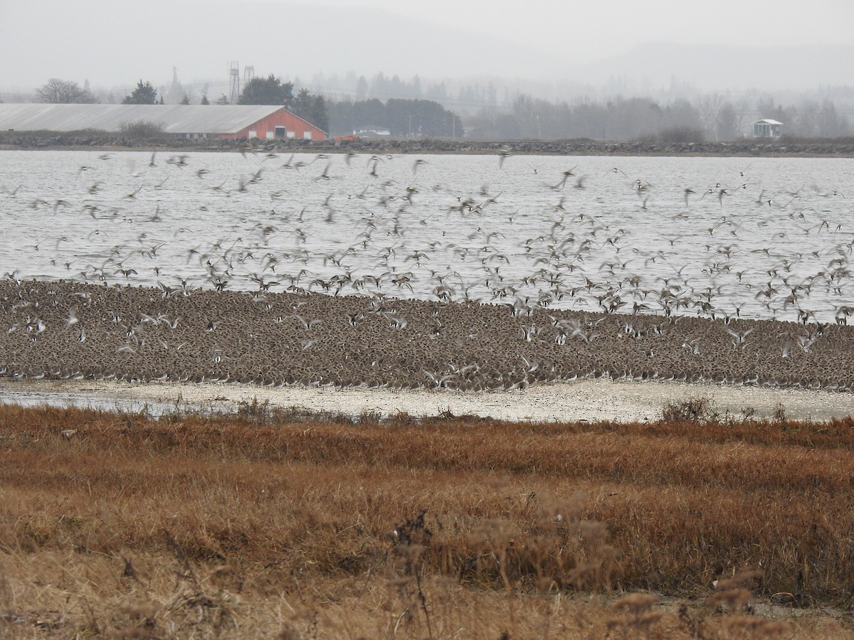 Dunlin - ML638827658