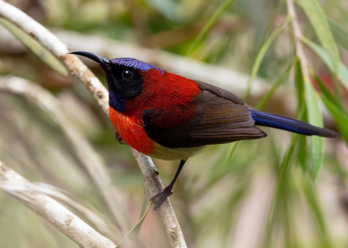 Black-throated Sunbird (Dalat) - ML638827659