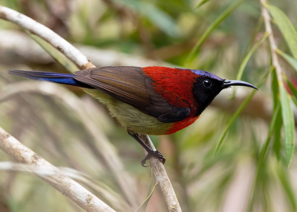 Black-throated Sunbird (Dalat) - ML638827660