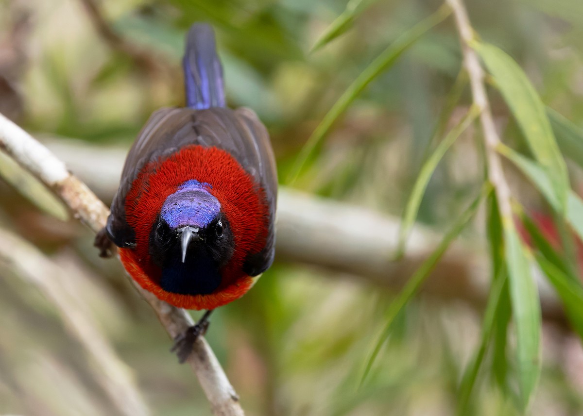Black-throated Sunbird (Dalat) - ML638827661