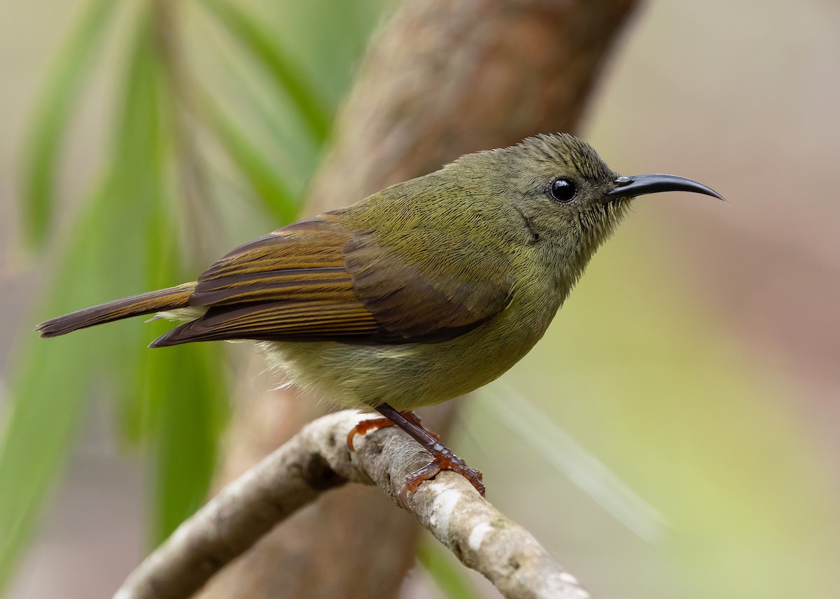 Black-throated Sunbird (Dalat) - ML638827663
