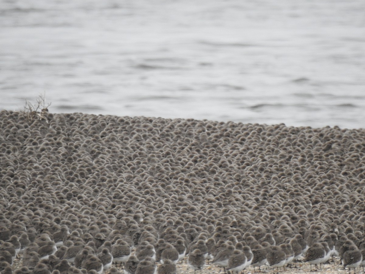 Dunlin - ML638827665