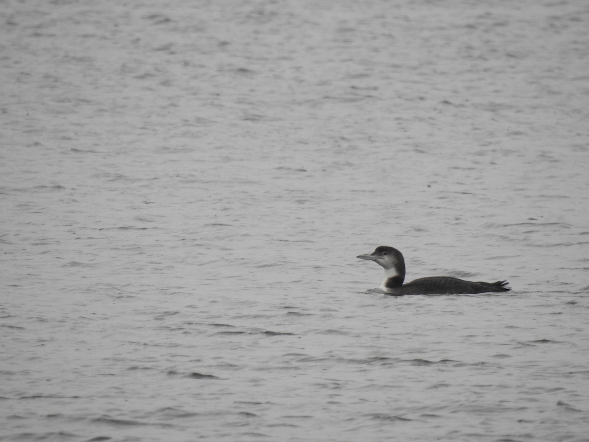 Common Loon - ML638827668