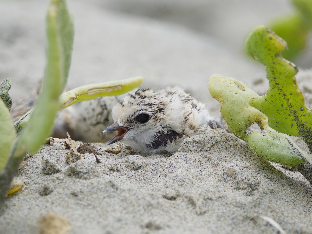 Snowy Plover - ML638827670