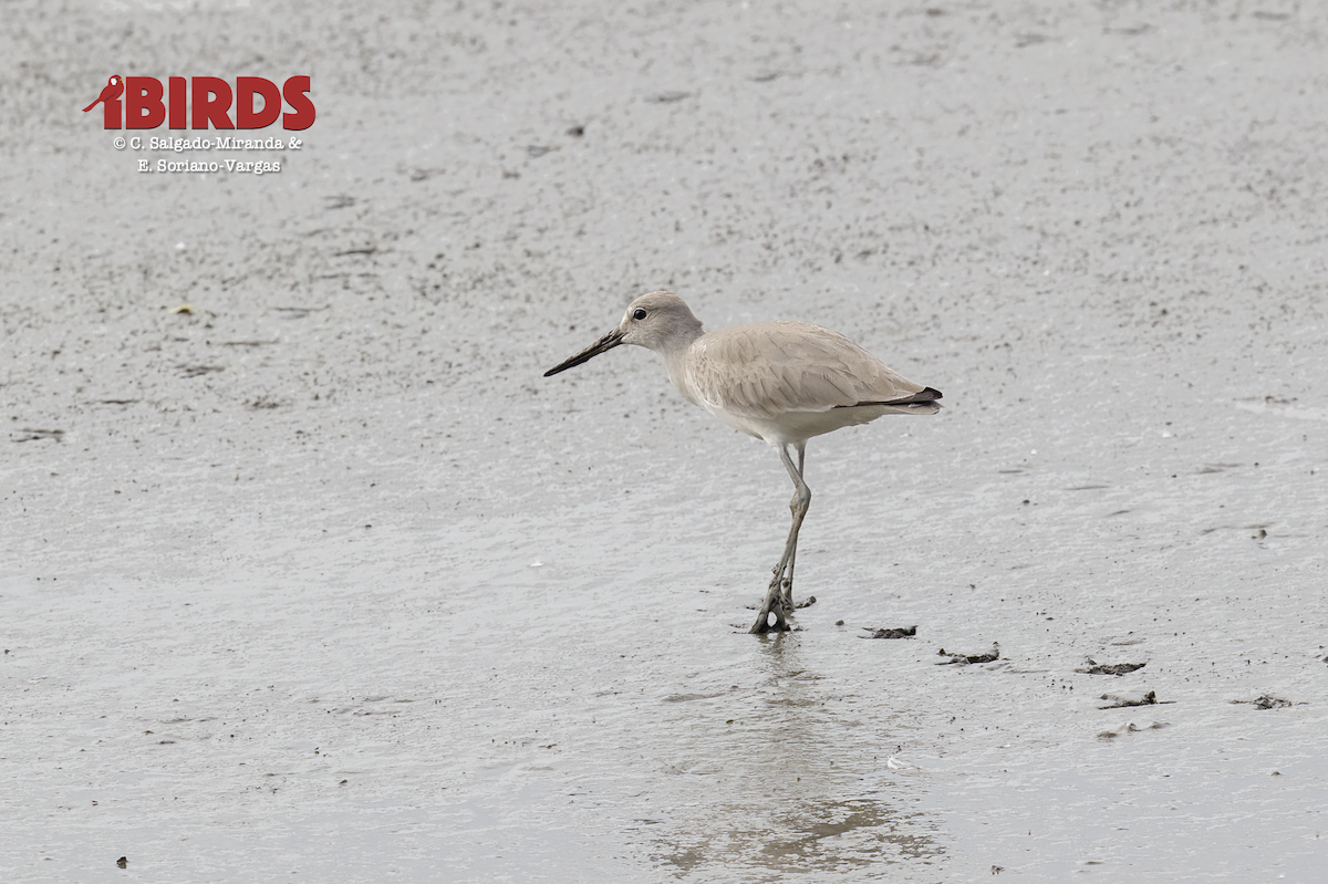Willet - ML638827676