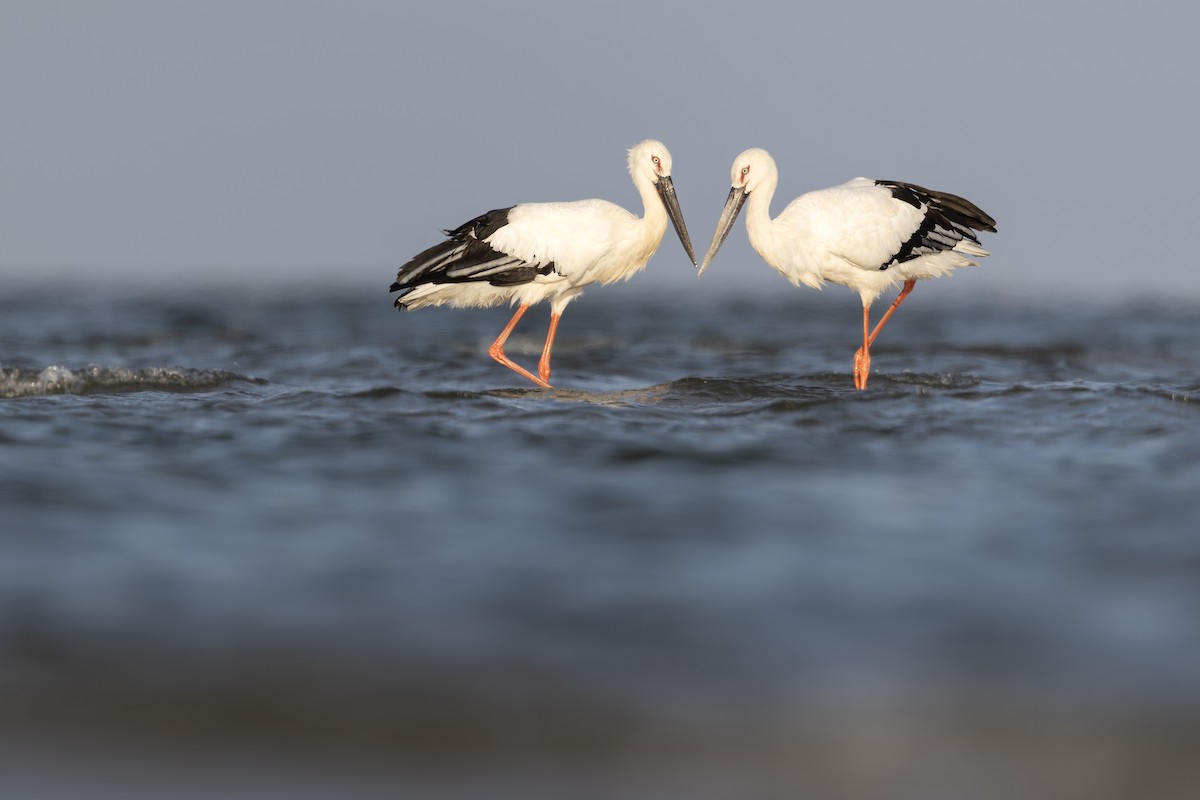 Oriental Stork - ML638827679