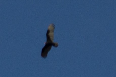 Turkey Vulture - ML638827680
