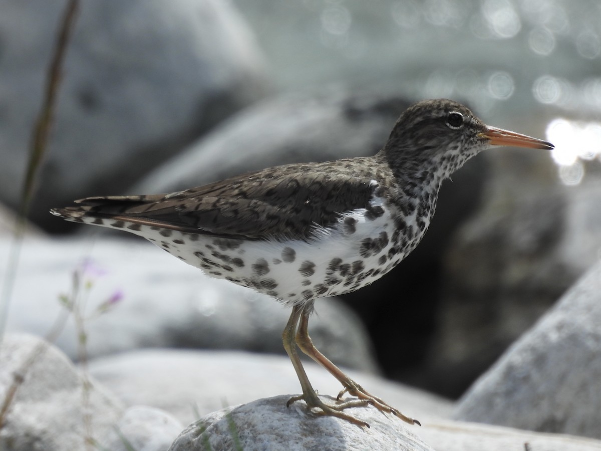 Spotted Sandpiper - ML638827681