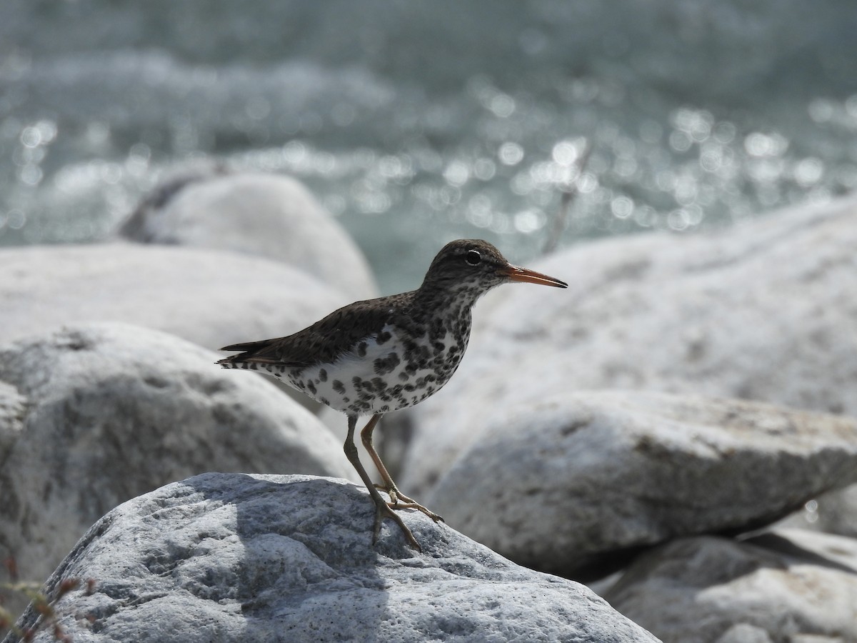 Spotted Sandpiper - ML638827682