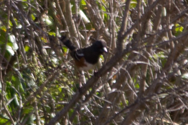 Spotted Towhee - ML638827683