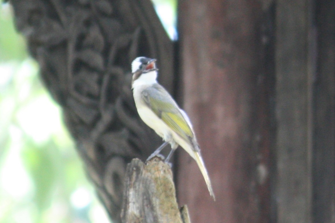 Light-vented Bulbul - ML638827684