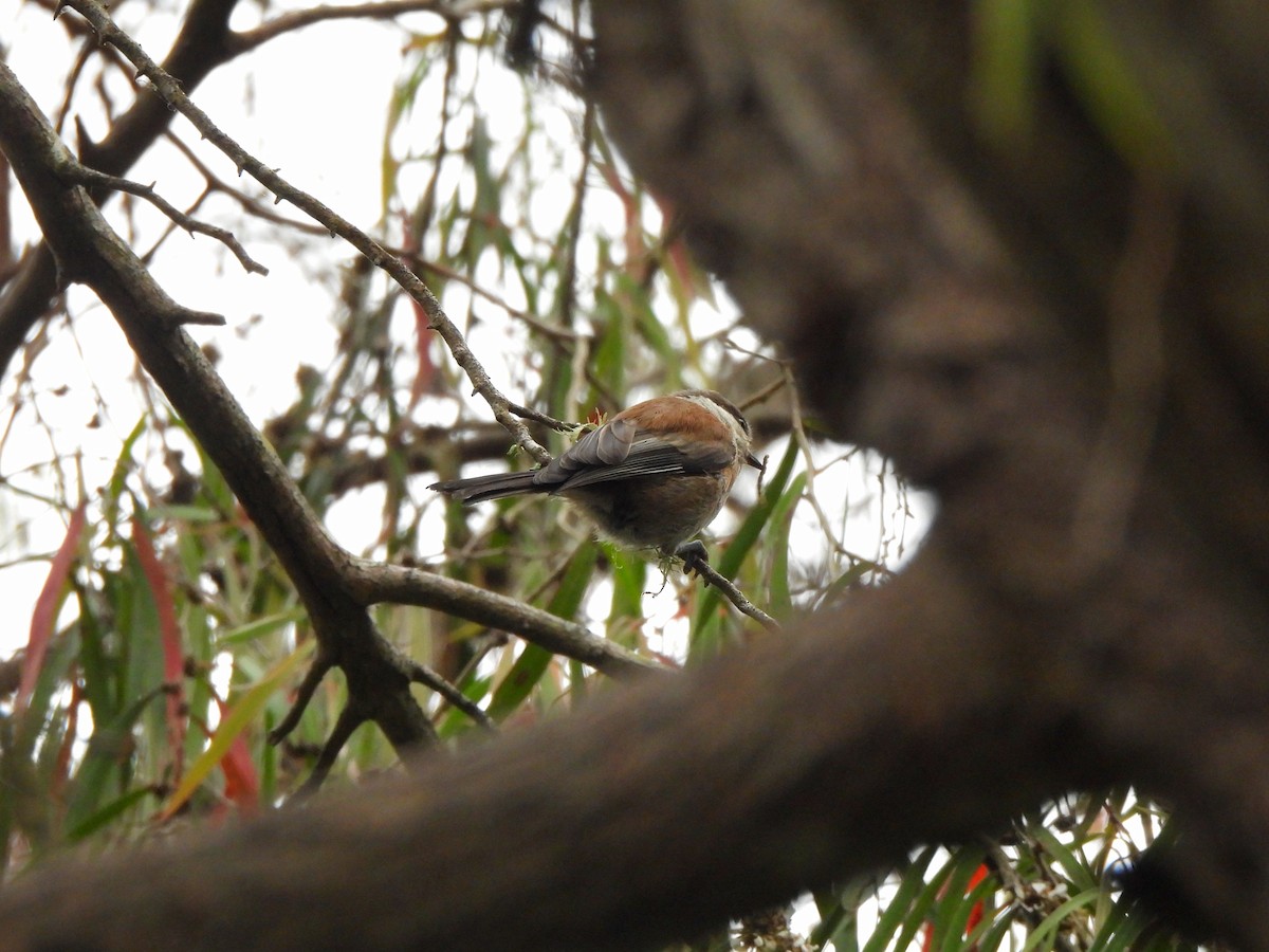 Chestnut-backed Chickadee - ML638827691