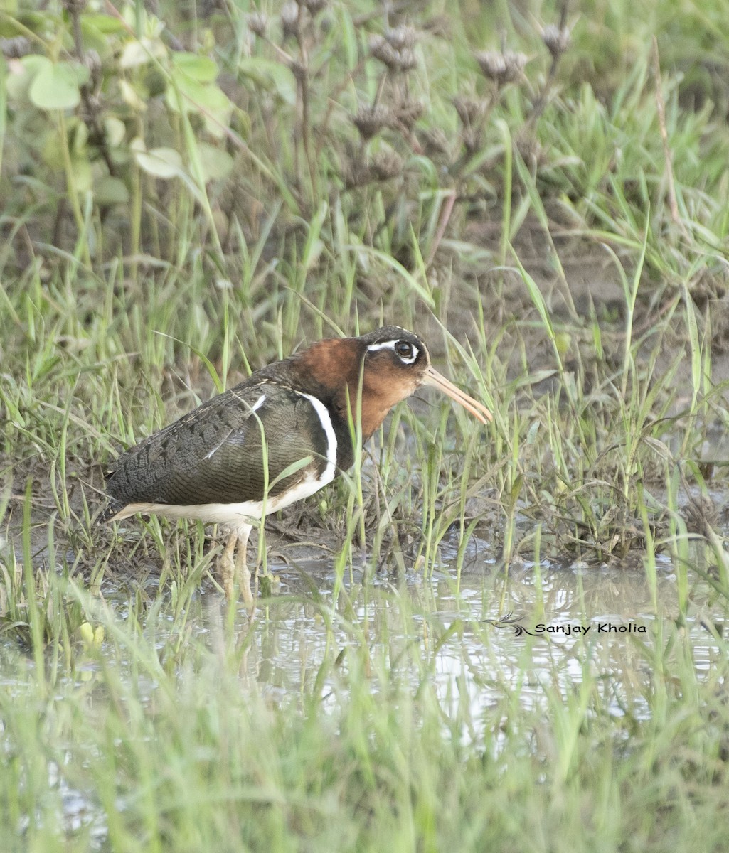 Greater Painted-Snipe - ML638827697