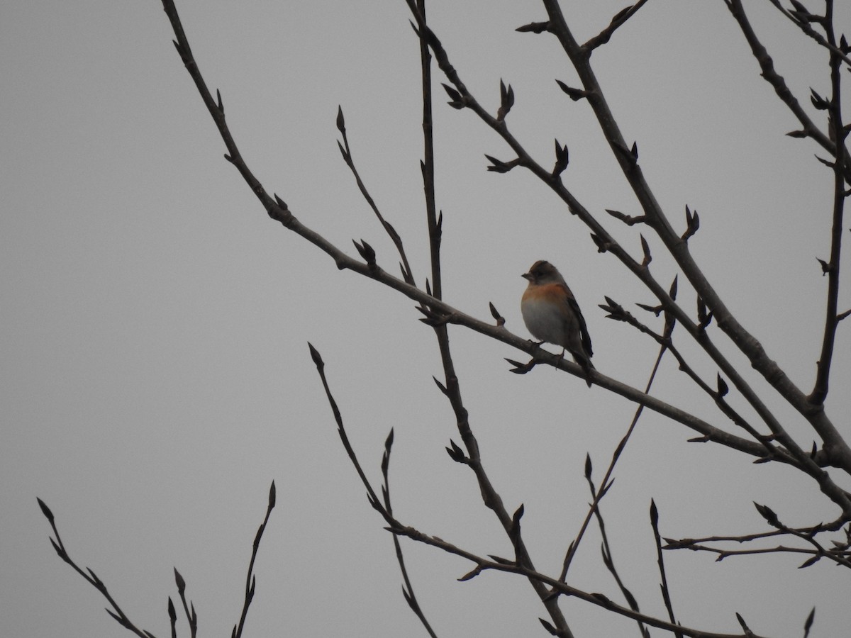 Brambling - ML638827703