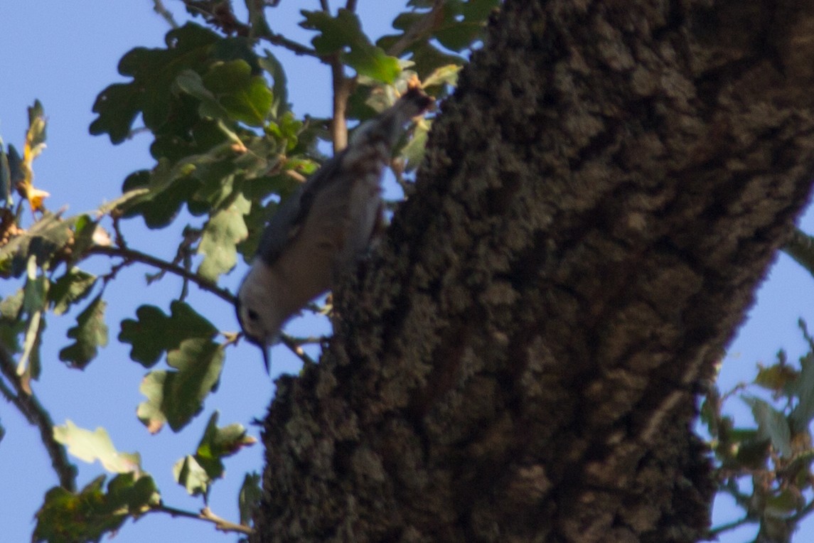 White-breasted Nuthatch - ML638827704