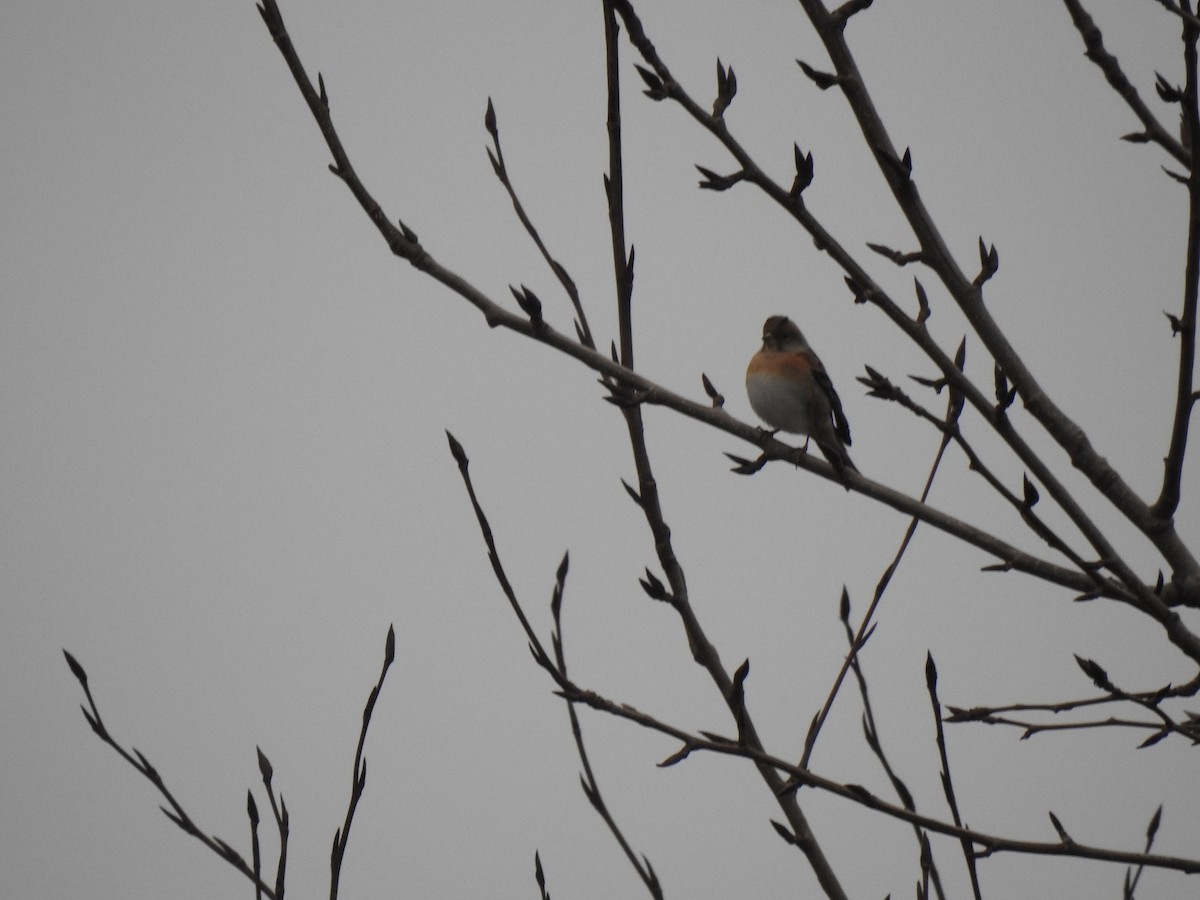 Brambling - ML638827712