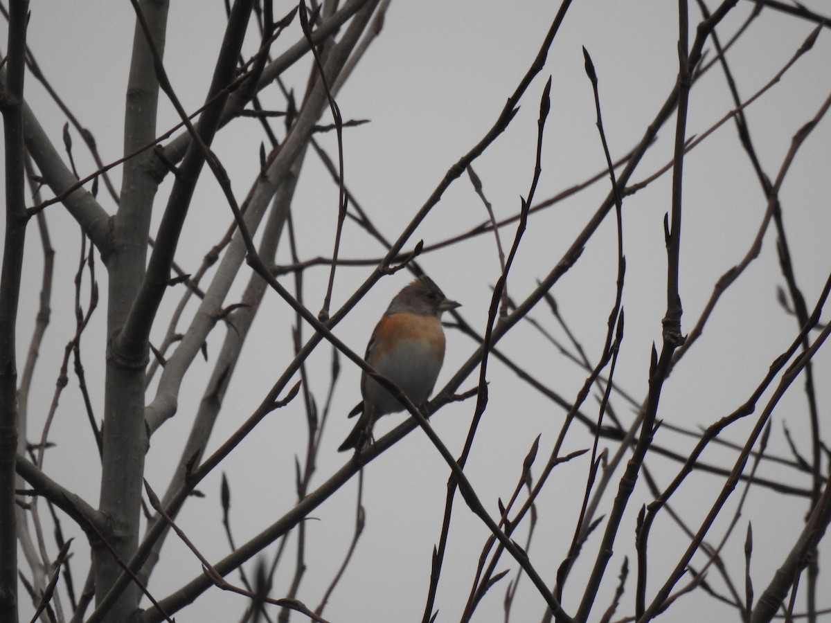 Brambling - ML638827714