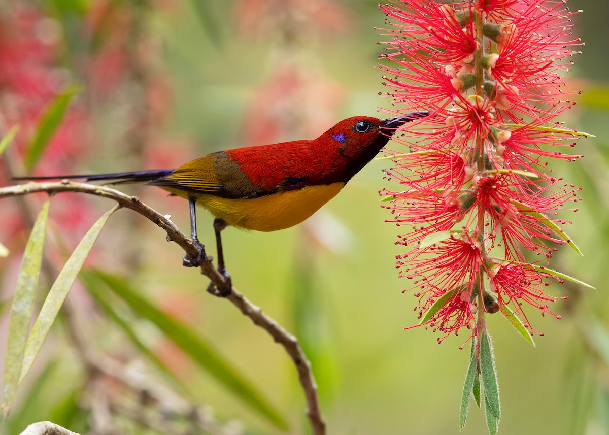 Mrs. Gould's Sunbird (Purple-rumped) - ML638827719