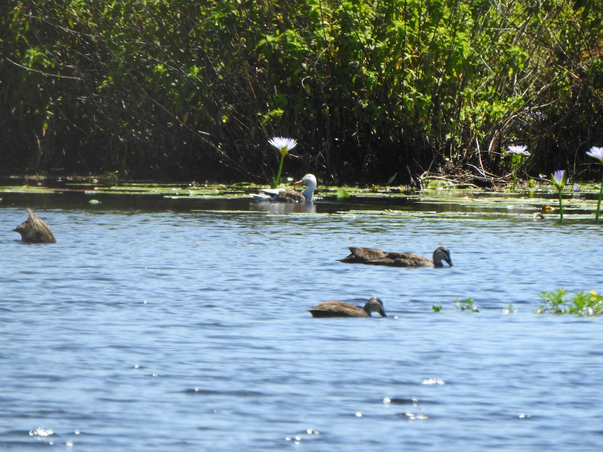 Mallard x Pacific Black Duck (hybrid) - ML638827731