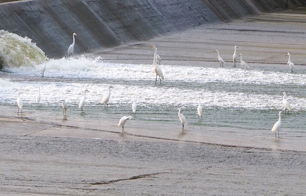 Snowy Egret - ML638827739